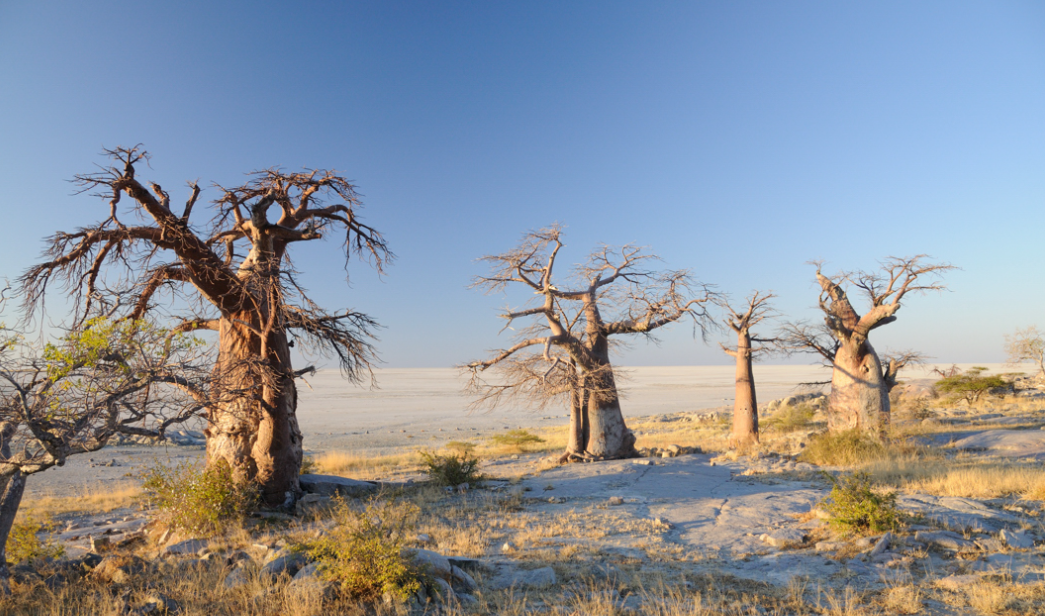Kubu Island, Makgadikgadi Pans, Botswana